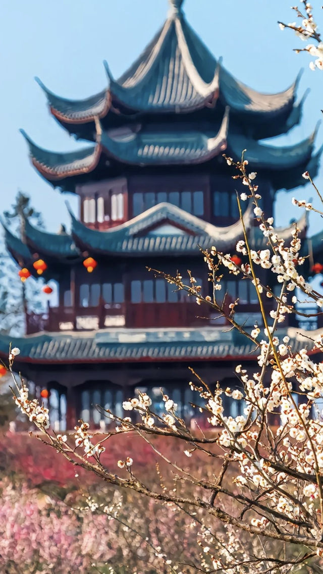 上海最美的大梅園，上海海灣國家森林公園