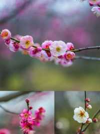 這個二月，你一定要來南京梅花山看一次梅花!