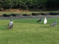 廈門白鷺洲公園
