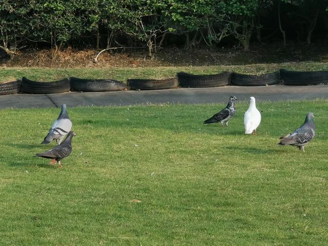 廈門白鷺洲公園