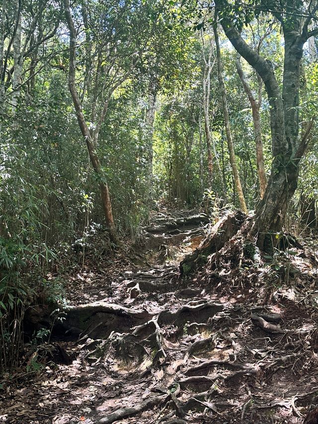 海南五指山熱帶雨林愛麗絲夢遊仙境