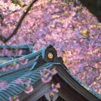 弘前  全日本三大赏樱名所之一