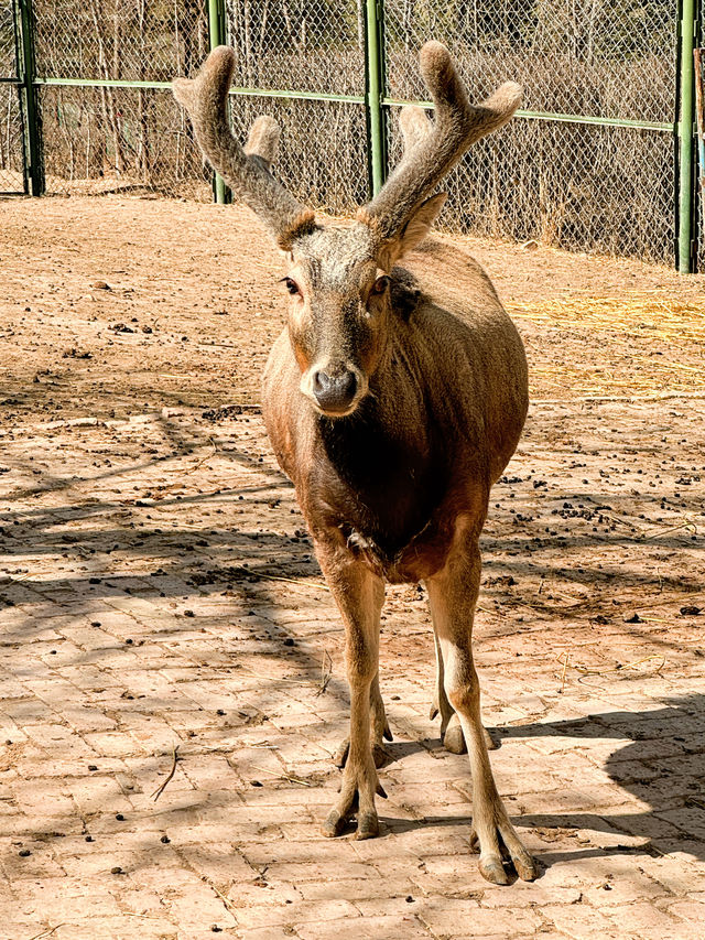 兔狲！雪豹！大熊猫｜西寧野生動物園