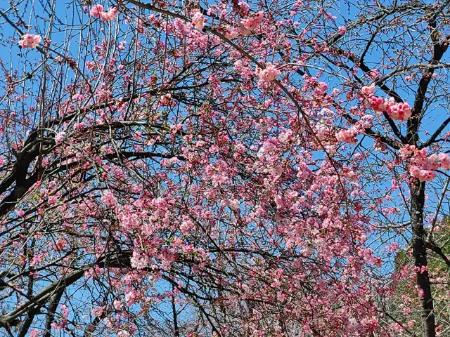 昆明の円通山公園が桜の季節を迎えました