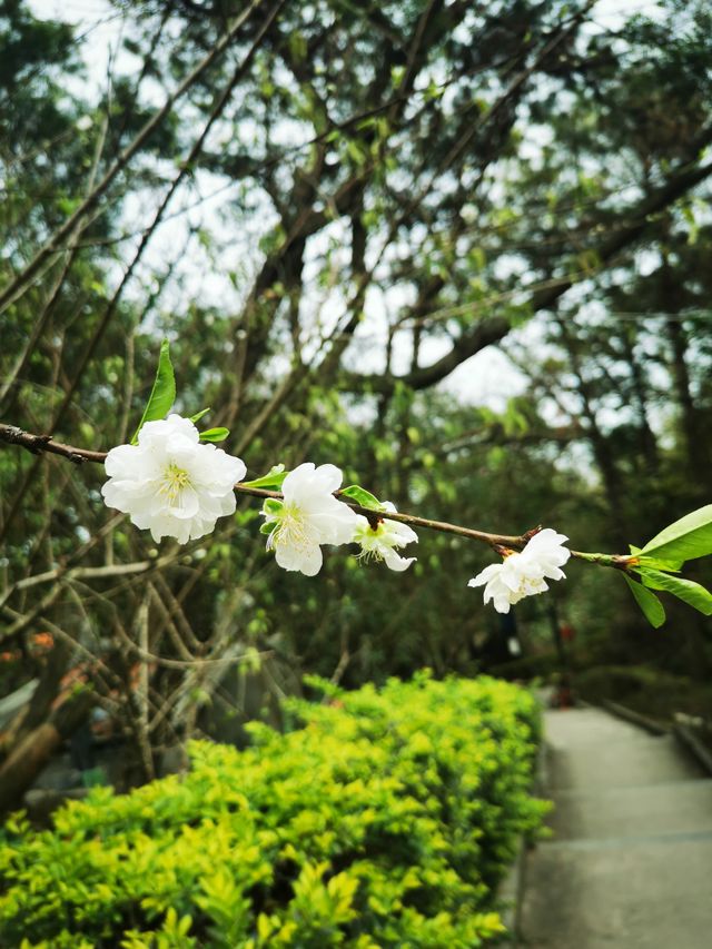 春天在哪裡？三月遊汕頭首選！濠江巨峰寺看桃花！