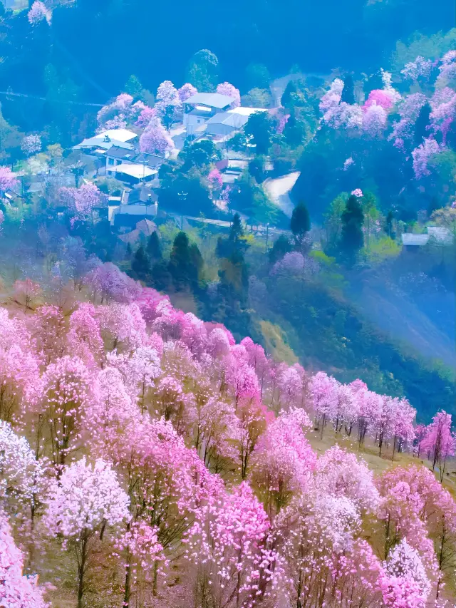 청두 주변에서 가장 아름다운 분홍빛 봄 | 구황산 신이화