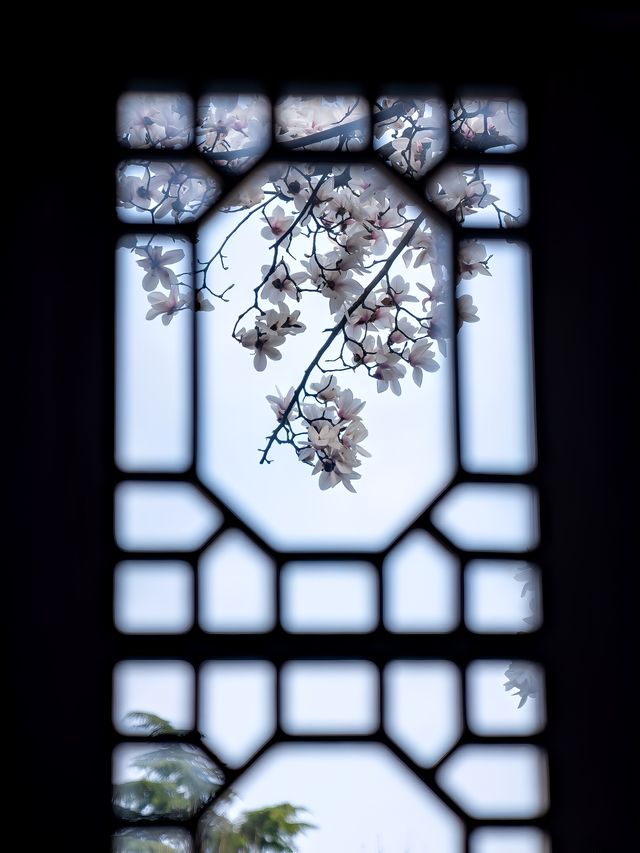 春訪蘇園，邂逅玉蘭花