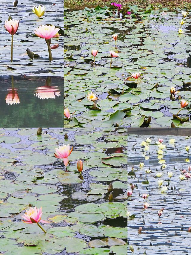 東莞春季賞花地圖