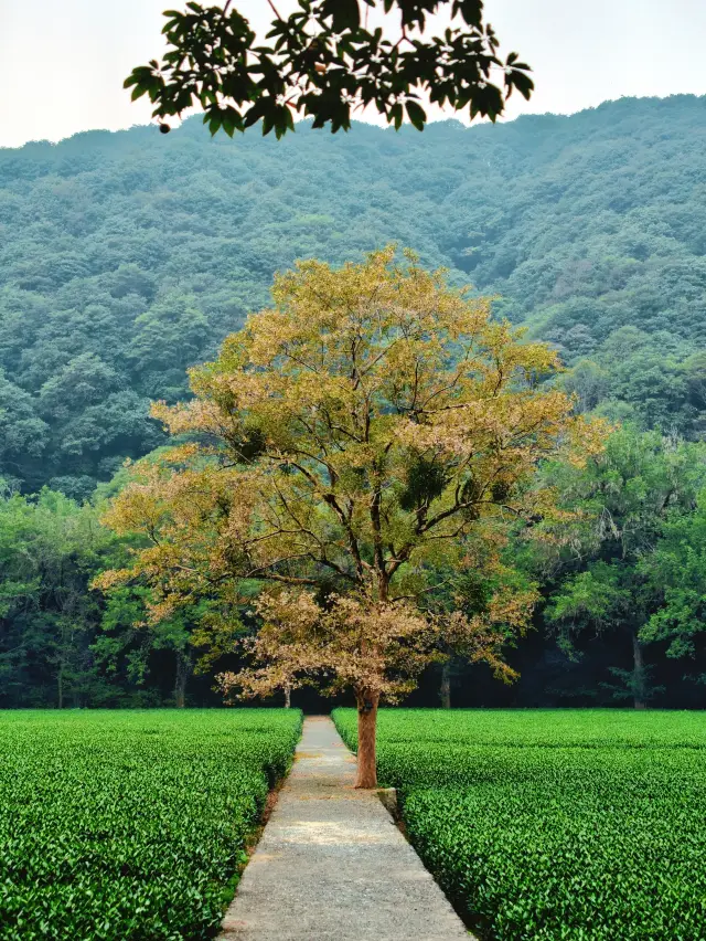 The Yunqi Bamboo Path in Hangzhou feels so amazing on a rainy day~ Here's a guide