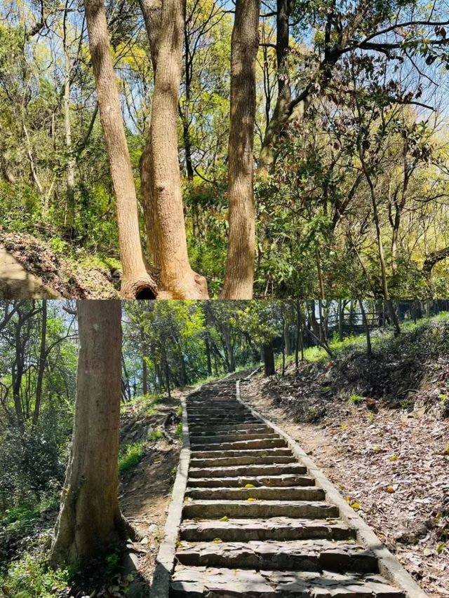 上海天馬山，千年斜塔屹立，此地好風水