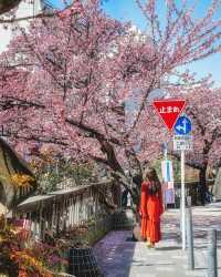 河津桜と熱海桜🌸