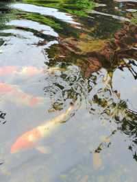 健康步道雲海線：廈門天竺岩寺至世紀和平園林