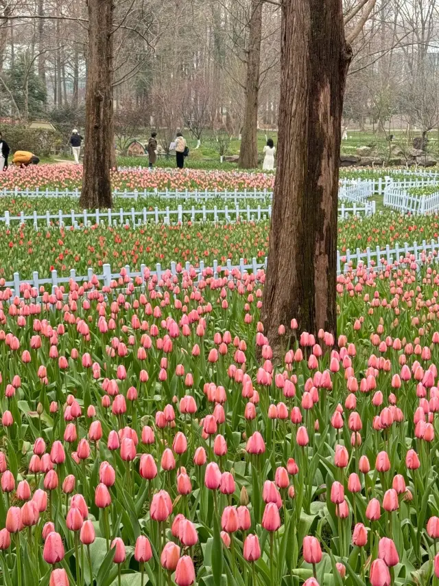 The flowers at Zhongshan Botanical Garden are in bloom now!