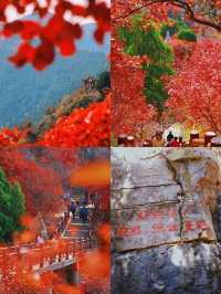 看萬山紅遍，層林盡染