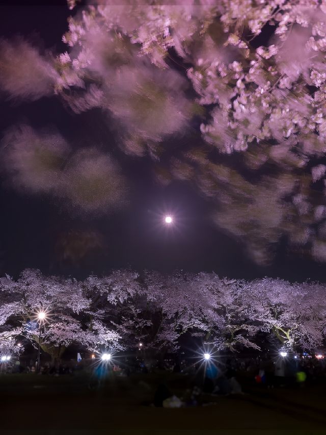 截至4月14日｜東京小金井公園夜櫻秀來啦