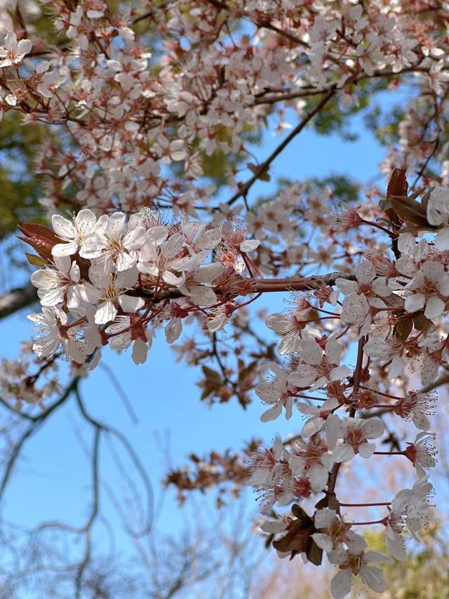深圳的櫻花開了，春日裡的浪漫~