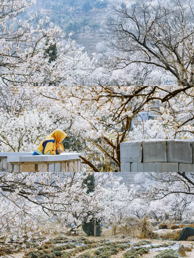 大河東での桜の花のために、私は一万歩歩きました