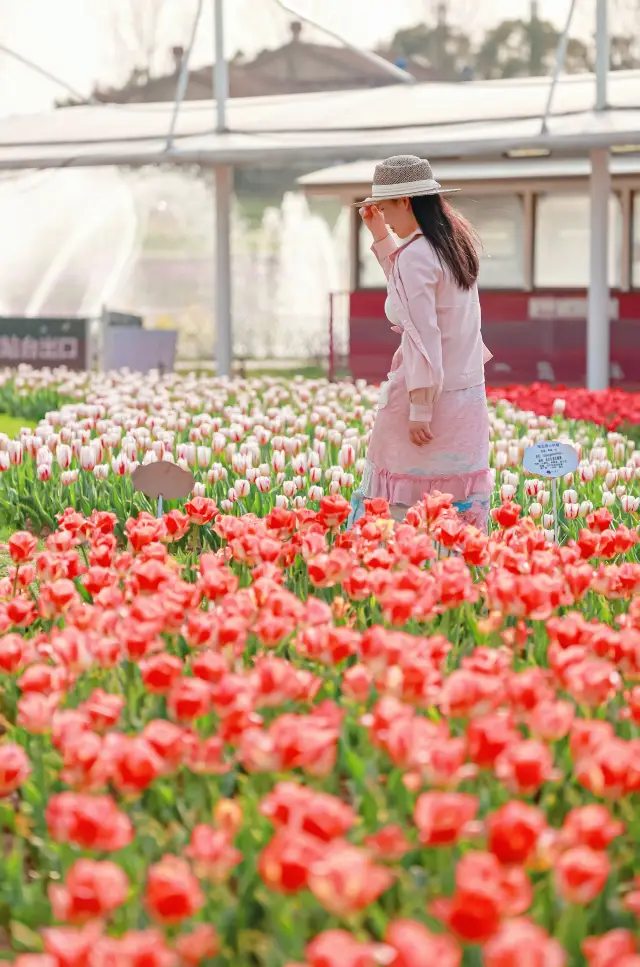 Wuhan is really low-key about this sea of 1,000,000 tulips and doesn't promote it