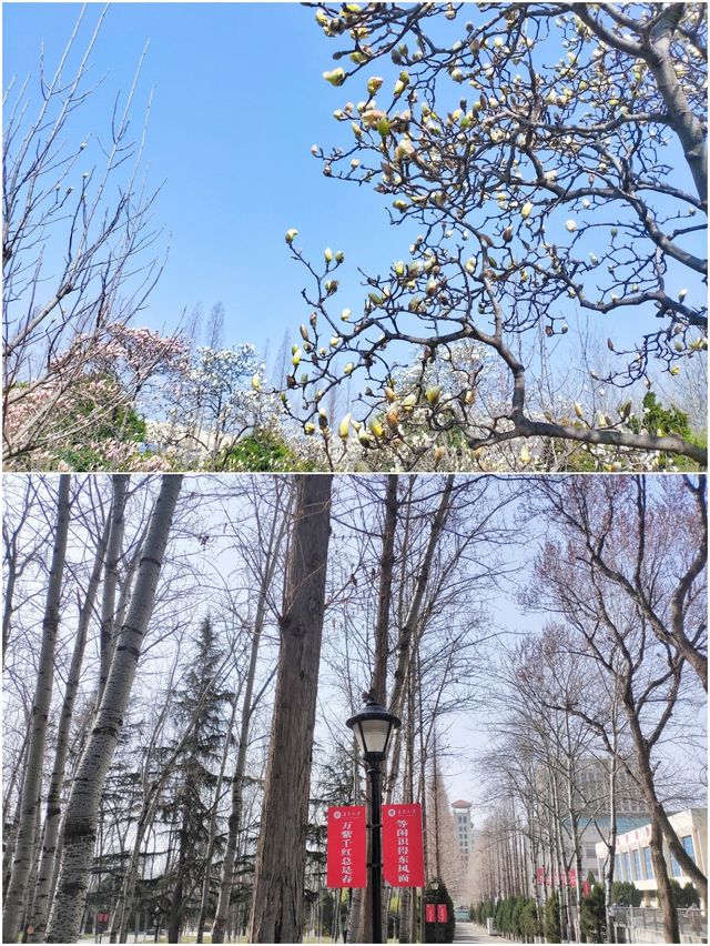 春遊魯東大學（煙台師範學院）