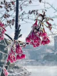 踏雪九仙山｜福建德化兩天一夜自駕遊