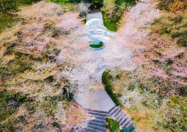 杭州賞花｜櫻花季最後的瘋狂：少年兒童樂園