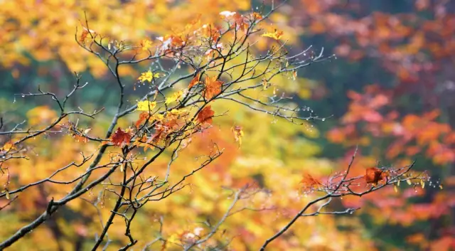 Enjoy the autumn scenery at Longcanggou National Forest Park, waiting for you!