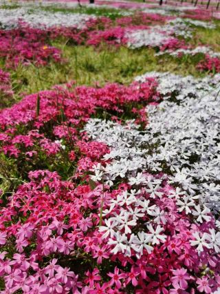 Free flower viewing, a sea of shibazakura flowers