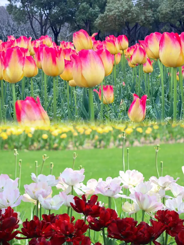 The tulips at Daning Park are really photogenic