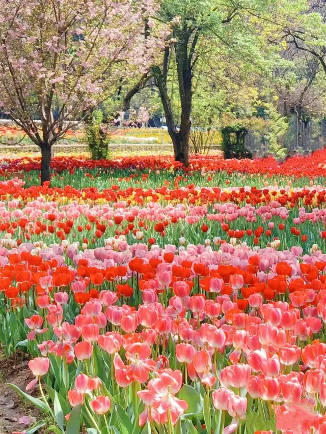 実撮り～武漢植物園のチューリップが美しすぎて狂いそう