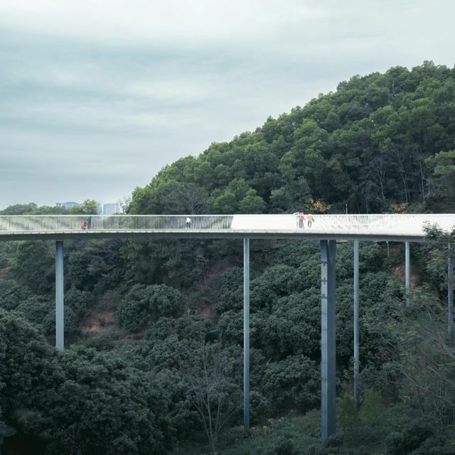 深圳踏青|穿行在城市山林中的天空之境