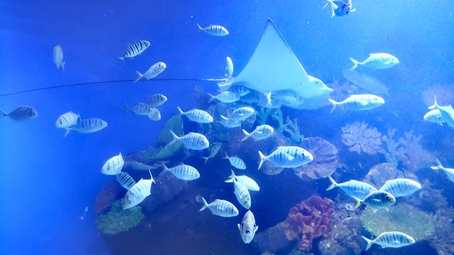逛商場逛出一個海洋館 逛商場逛出一個海洋館