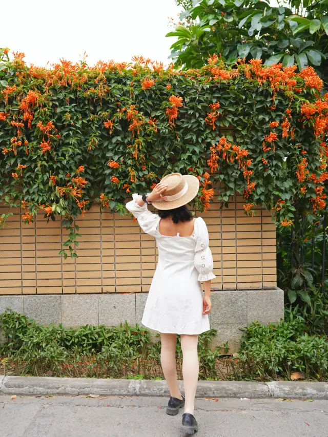 Guangzhou Spring Flower Viewing | Encounter the Firecracker Flower Waterfall at Luhu Park