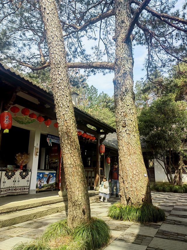 千島湖梅峰島，千島碧水畫中遊