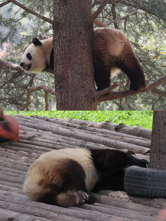 陝西丨西安秦嶺野生動物園看攻略