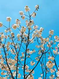 不到三小時就逛完了顧村公園