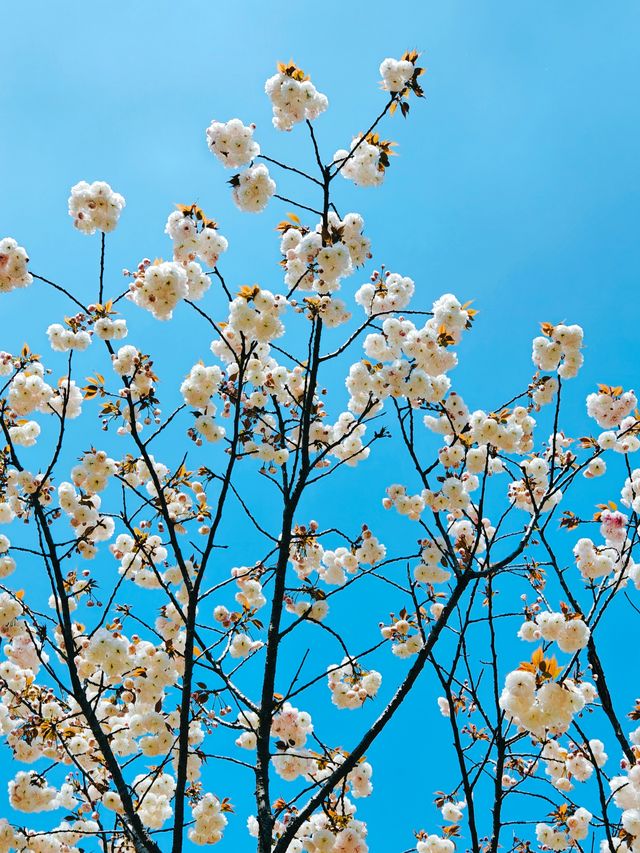不到三小時就逛完了顧村公園