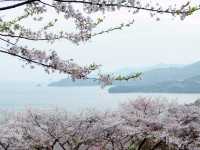 Sakura Alley In Minamata