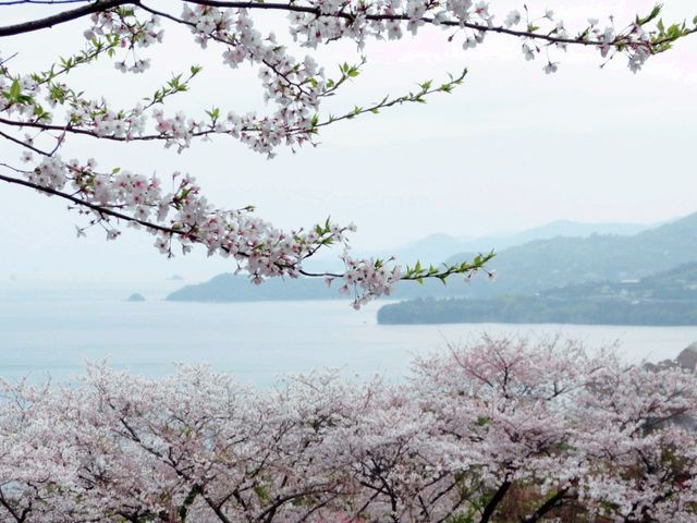 Sakura Alley In Minamata