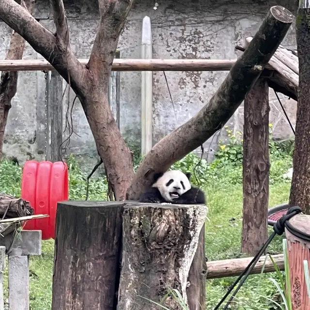 Spend a morning in Chong Qing zoo 