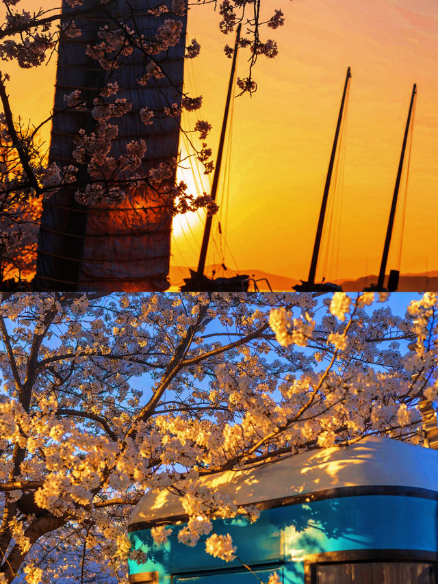 不是京都去不起，而是這裡的櫻花更美麗!!