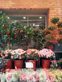 春日鮮花開滿街 | in旺角花墟