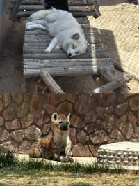 蘭州五一去哪裡玩？——蘭州野生動物園