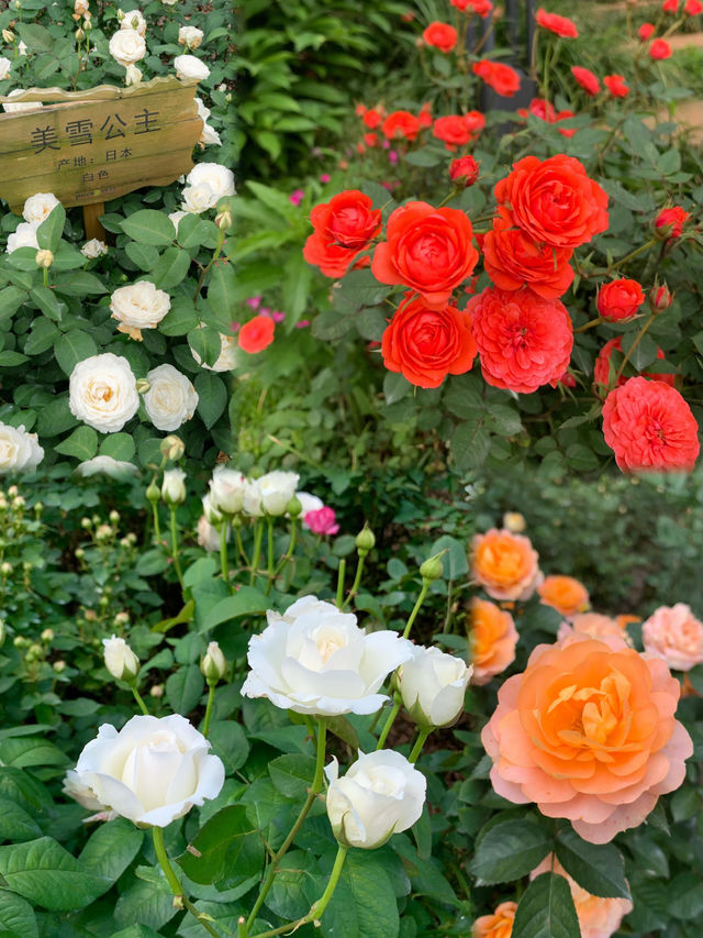 長沙版莫奈花園！ | 傳說中的玫瑰花海！！