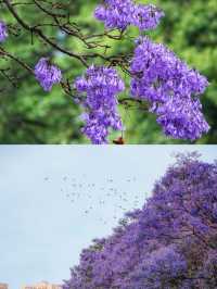 還要去澳洲？夢幻而浪漫的藍花楹國內就有！