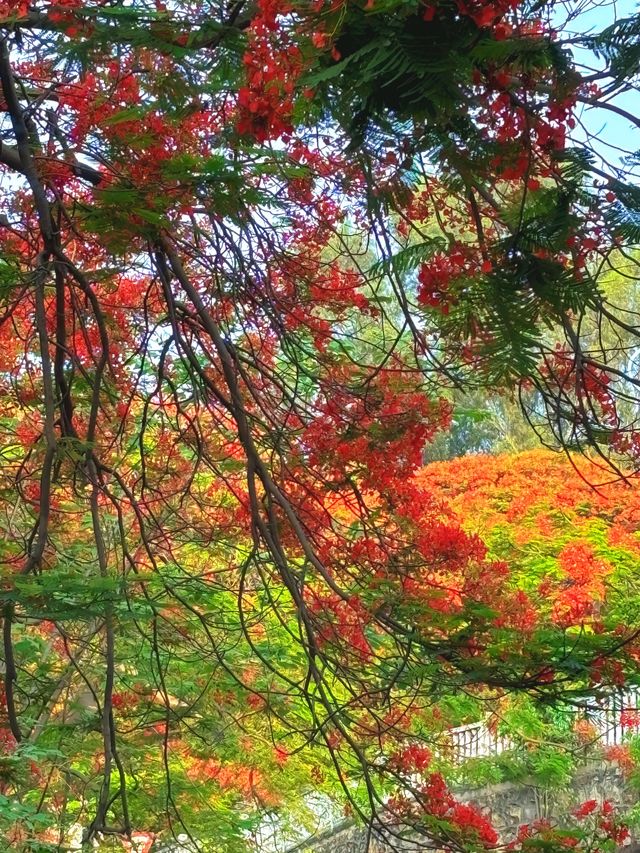 攀枝花｜蘇鐵中路鳳凰花