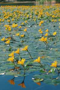 初夏的琵琶湖，竟讓我看到了詩經裡的花