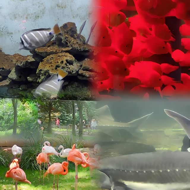 上海野生動物園超實用攻略