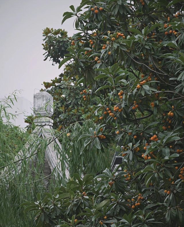 南京|一樹枇杷一樹金，江南真在詩畫裡