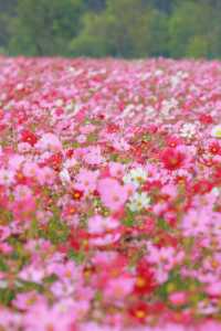 杭州花海 →來銅鑑湖看一場花海落日吧