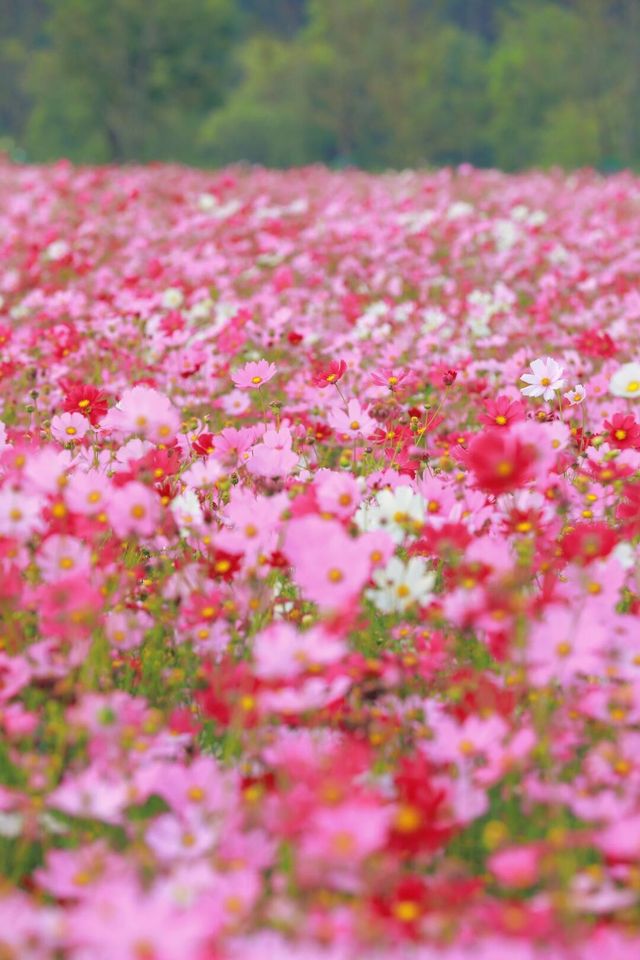杭州花海 →來銅鑑湖看一場花海落日吧